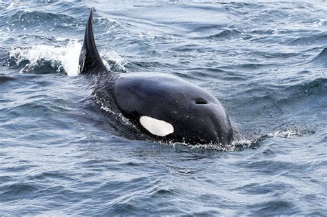 social secrets  killer whales revealed  drone footage