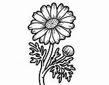 Coloring Pages Margarita Daisy Wild Getdrawings Getcolorings sketch template