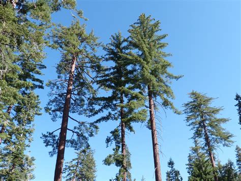 types  pine trees  california northern southern