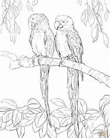 Scarlet Coloring Macaw Macaws Pages Two Printable Supercoloring Sheets Color Adult Super Drawing Blue Draw Drawings Bird Yellow Designlooter Online sketch template
