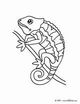 Chameleon Coloring Pages Printable Print Drawing Color Getdrawings Line Outline Hellokids Getcolorings sketch template