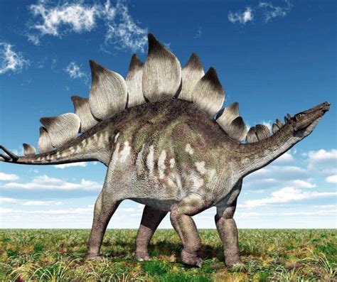 facts  kids  stegosaurus dinosaurs