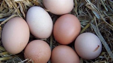 8 Best Egg Laying Chicken Breeds Youtube