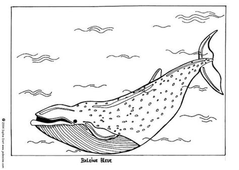 blue whale coloring page nice coloring sheet  sea world