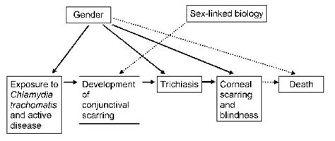 Figure 2 Contribution Of Sex Linked Biology And Gender Roles To