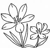 Flower Coloring Pages Jasmine Clipart Pasque Crocus Drawing Color Clip Columbine Draw Drawings Getdrawings Clipartmag Paintingvalley Clipground Popular Procoloring sketch template