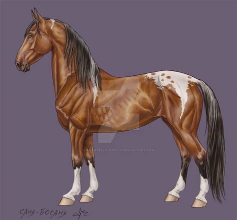 open realistic horse adopt   karavella sanya  deviantart