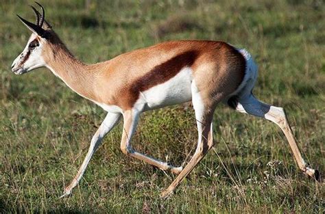 springbok antelope south africa