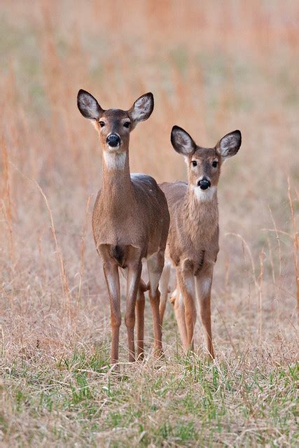 Whitetail Deer Doe And Fawn Flickr Photo Sharing