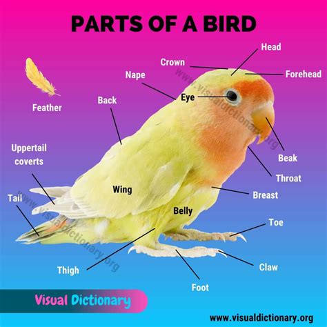 bird anatomy  external parts   bird  interesting picture visual dictionary tooth