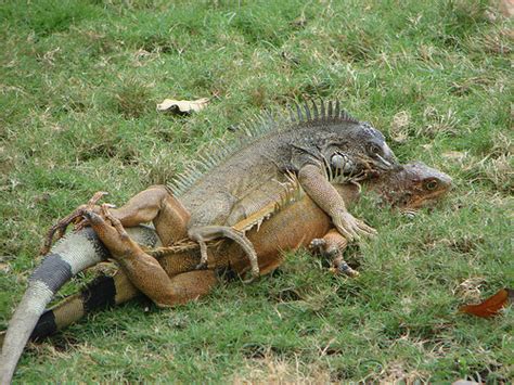 the beauty of the iguana