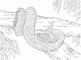Coloring Pages Anaconda Yellow Python Snake Realistic Drawing Printable Color Burmese Sketch Para Colorir Sucuri Desenho Clipart Cobra Colouring Rainforest sketch template