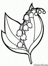 Valley Lily Coloring Pages Colorkid Flowers Designlooter Print sketch template