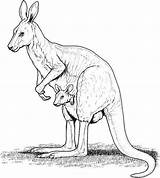 Kangaroo Drawing Drawings sketch template