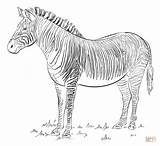 Zebra Draw Coloring Drawing Pages Step Supercoloring Tutorials Animal Printable Grass Silhouette sketch template