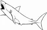 Mewarnai Hewan Hiu Ikan Megalodon Sketsa Laut Colouring Lengkap Sharks Gambarcoloring Terbaru sketch template