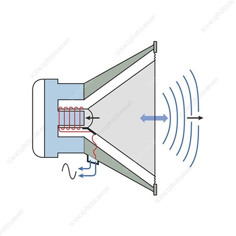 moving coil loudspeaker diagram  human