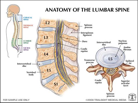 mind   newly graduated chiropractic student lumbar disc injuries