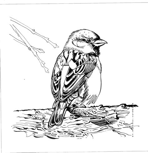 bird coloring pages birds painting drawing sketches