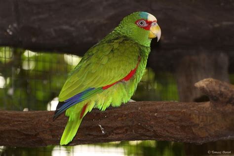 white fronted amazon amazona albifrons   zoochat pet birds parrots cockatiel