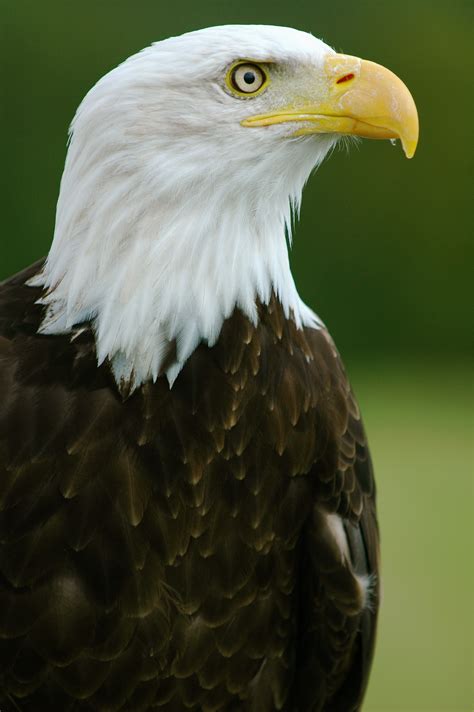 filebald eagle helga haliaeetus leucocephalusjpg