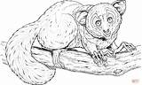 Aye Madagascar Lemur Monkey Supercoloring Coloringbay sketch template