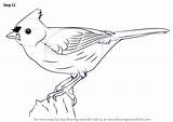 Titmouse Tufted Drawingtutorials101 Improvements Learn sketch template