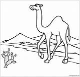 Camel Desert Kids Pages Drawing Coloring Through Go Color Getdrawings sketch template