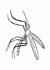 Mosquito Coloring Getcolorings Edupics Printable Pages sketch template