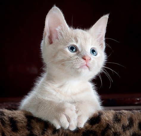fonds decran chat domestique chatons blanc voir animaux telecharger photo