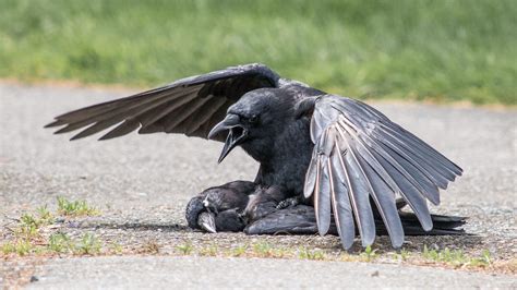 crow funerals  strange wait     wake audubon
