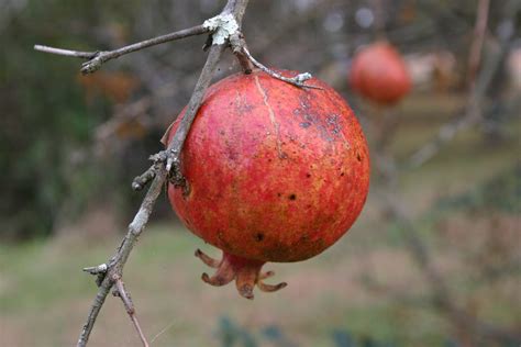 pomegranate pruning   tree walter reeves  georgia gardener