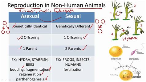 7 1 8 Evolutionary Advantage Of Sexual Reproduction Youtube