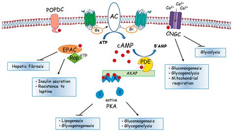 cells  full text targeting cyclic amp signalling  hepatocellular carcinoma