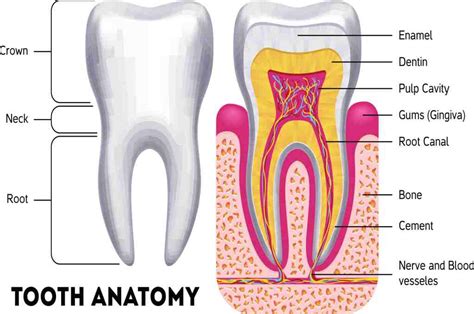 anatomi gigi struktur fungsi jenis perawatan dll doktersehat
