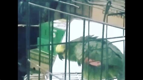 talking parrot says bad word youtube