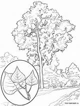Coloring Tree Poplar Pages Printable Recommended sketch template