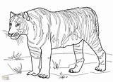 Coloring Tiger Pages Realistic Tigers Printable Getcolorings Getdrawings Lions sketch template