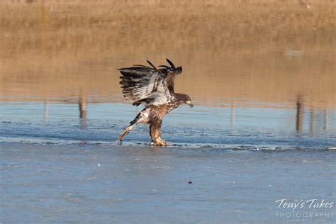 juvenile bald eagle   dash  dine tonys takes photography