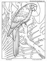 Rainforest Animals Coloring Pages Tropical Getdrawings sketch template