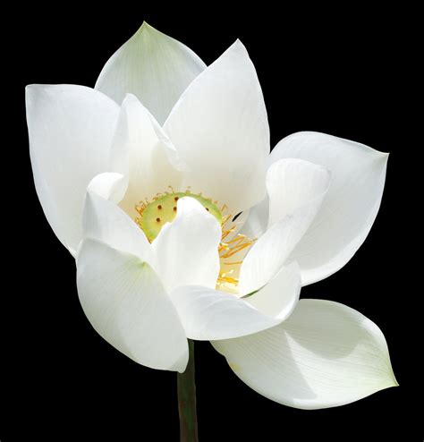 white lotus   freeimagescom
