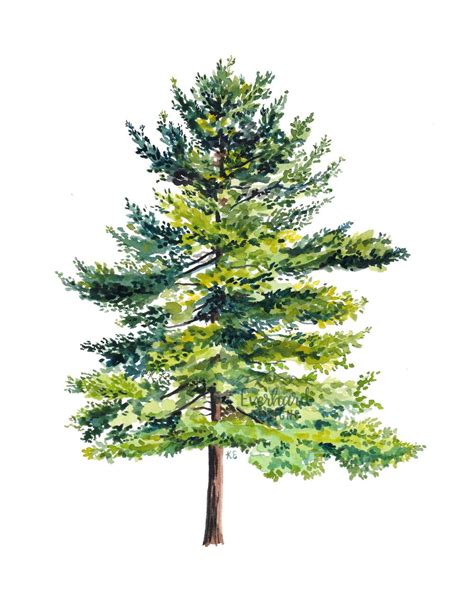 Pine Tree No 2 Me Watercolor 2019 Art