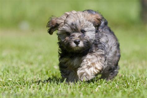 cutest pictures  havanese puppies  photography art