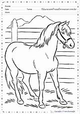 Fazenda Animais Cavalos Cavalo sketch template