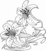 Coloring Lily Flower Pages Adult Anycoloring Sheets Printable sketch template