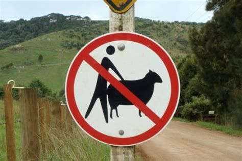 Image Result For Sheep Sign New Zealand New Zealand
