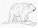 Bear Coloring Polar Pages Kids Printable Baylor Bears Gambar Mewarnai Template Big sketch template
