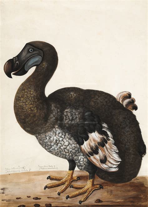 dodo bird   dodo    extinction