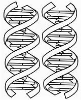 Dna Coloring Printable Kids Double Pages Helix Structure Worksheet Drawing Color Sheet Clipart Molecule Worksheets Science Replication Book Biology Un sketch template