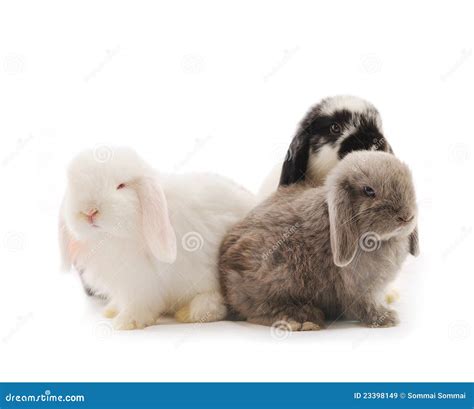 lop eared rabbit stock image image  brown clean animal